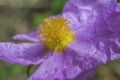 Cistus incanus ssp creticus