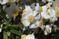Cistus or Ladania  1 Royalty Free Stock Photo