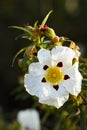 Cistus ladanifer flower