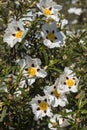 Cistus ladanifer flowers