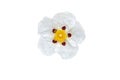 Cistus ladanifer or labdanum flower isolated on white. Transparent png additional format