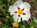 The rockrose Cistus Ladanifer is a flowering plant from the family of the Cistaceae. Royalty Free Stock Photo