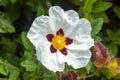 Cistus Ladanifer