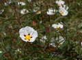 Cistus ladanifer white spotted flower, buds and leaves Royalty Free Stock Photo