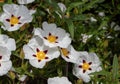 Cistus ladanifer white spotted flowers closeup