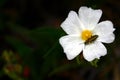 Cistus monspeliensis (rockrose) Royalty Free Stock Photo