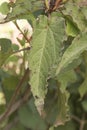 Cistus populifolius, male deer rockrose leaves buds red green stems young spring shoots on deep green defocused background