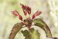 Cistus populifolius, male deer rockrose leaves buds red green stems young spring shoots on deep green defocused background