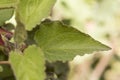 Cistus populifolius, male deer rockrose leaves buds red green stems young spring shoots on deep green defocused background