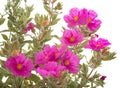 Cistus pulverulentus in studio Royalty Free Stock Photo