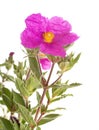 Cistus pulverulentus in studio Royalty Free Stock Photo