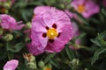 Cistus purpureus