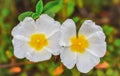 Jaguarzo morisco Cistus salviifolius Flower