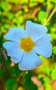 Jaguarzo morisco Cistus salviifolius Flower