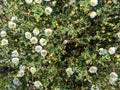 Cistus salviifolius, common names sage-leaved rock-rose, salvia cistus or Gallipoli rose, is a shrub of the family Cistaceae