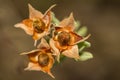 Cistus salviifolius seed pods