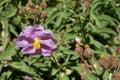 Cistus symphytifolius