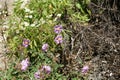 Cistus symphytifolius