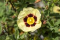 Cistus x halimiocistus wintonensis `Merrist Wood Cream Royalty Free Stock Photo