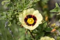 Cistus x halimiocistus wintonensis `Merrist Wood Cream Royalty Free Stock Photo