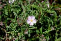 Cistus x skanbergii, Dwarf Pink Rockrose,