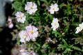 Cistus x skanbergii, Dwarf Pink Rockrose, Royalty Free Stock Photo