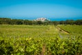 Citadel of Calvi and vineyard in Corsica