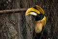 CITES animal,Hornbill bird,Hornbill in a cage Royalty Free Stock Photo