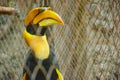 CITES animal,Hornbill bird,Hornbill in a cage