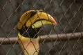 CITES animal,Hornbill bird,Hornbill in a cage