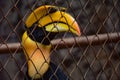 CITES animal,Hornbill bird,Hornbill in a cage Royalty Free Stock Photo