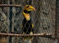 CITES animal,Hornbill bird,Hornbill in a cage Royalty Free Stock Photo