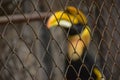 CITES animal,Hornbill bird,Hornbill in a cage