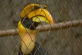 CITES animal,Hornbill bird,Hornbill in a cage Royalty Free Stock Photo