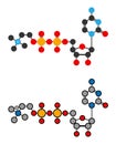 Citicoline (CDP-choline) molecule