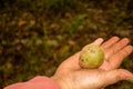 Taking candlenut to the fallen from the tree