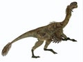 Citipati Female Dinosaur Side Profile Royalty Free Stock Photo