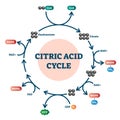 Citric acid cycle diagram, vector illustration molecular scheme Royalty Free Stock Photo