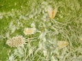 Citrus nesting whitefly and Citriculus mealybug Royalty Free Stock Photo