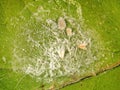 Citrus nesting whitefly and Citriculus mealybug Royalty Free Stock Photo