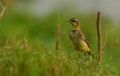 Citrin wagtail in food search Royalty Free Stock Photo