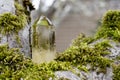 Citrine Crystal Tower and Moss Covered Tree Close Up