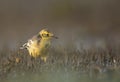 The Citrine wagtail morning