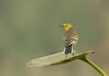 Citrine Wagtail (Motacilla Citreola) Royalty Free Stock Photo