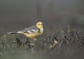 Wagtail Closeup in morning