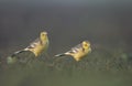 Citrine wagtail in serach of food in wetland