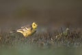 Citrine wagtail in serach of food in wetland