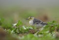 The Citrine wagtail in serach of food in wetland