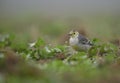 The Citrine wagtail in serach of food in wetland