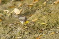 Citrine wagtailMotacilla citreola